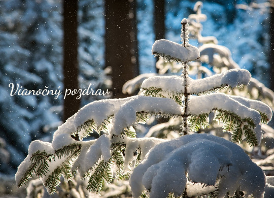 Vianočné pohľadnice - Pohľadnica vianocny pozdrav z lesa 
