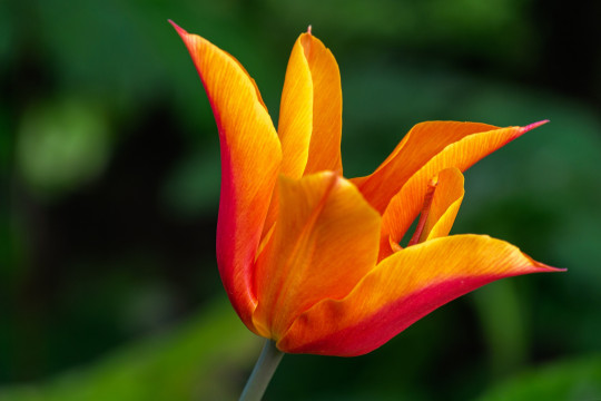 Pohľadnica -  ziarivy tulipan 