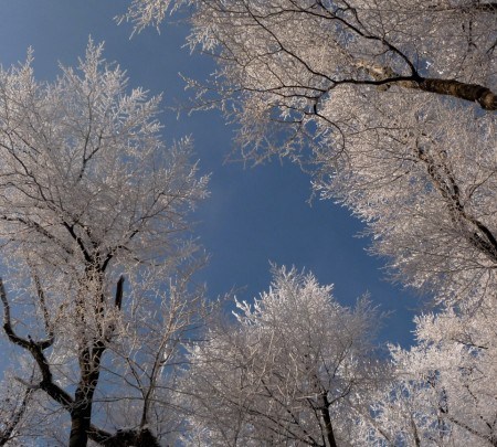 Pohľadnica -  zima srien inovat  namraza stromy 