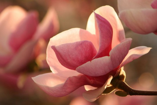 Pohľadnica -  - magnolia